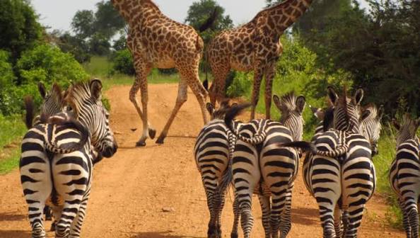 4-Day Private Ndutu Wildebeest Migration Calving Safari