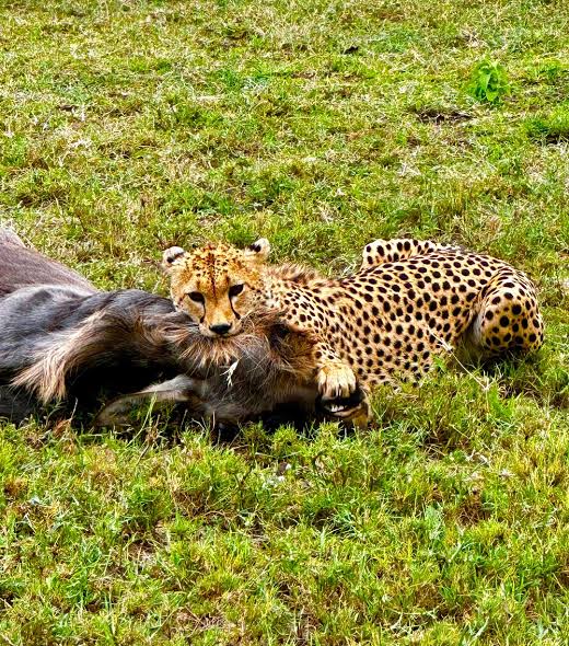 4-Day Serengeti Ndutu Wildebeest Migration Safari