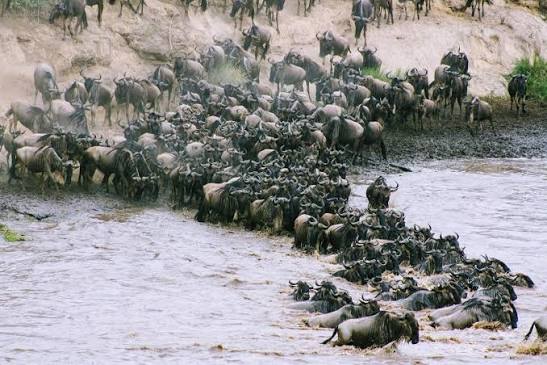 Private 4 Days Ndutu Migration Safari luxury tour vehicle on the plains