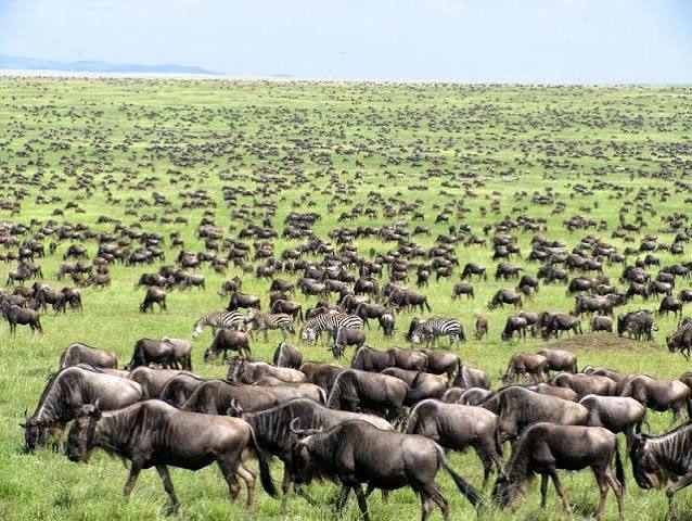 5-day Serengeti Ndutu migration safari package during the calving season
