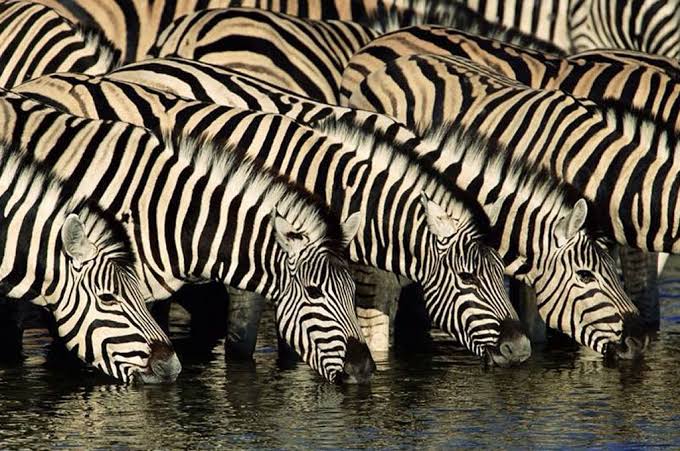 Great wildebeest migration river crossing at Grumeti Serengeti