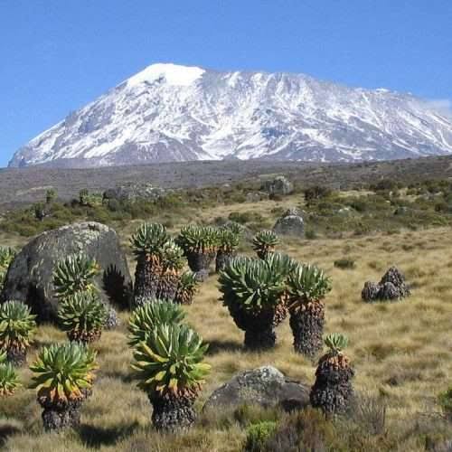Scenic alpine landscape within Kilimanjaro National Park
