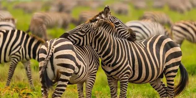 Wildebeest calving season in Ndutu Tanzania during Great Migration luxury tour