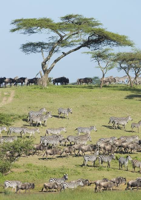Wild cheetah hunting on the Southern Serengeti plains during the Ndutu migration safari