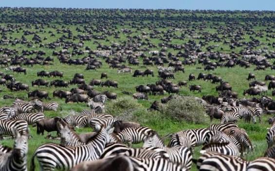 Stunning acacia wilderness and wildlife landscape during a luxury Ndutu safari tour in Tanzania