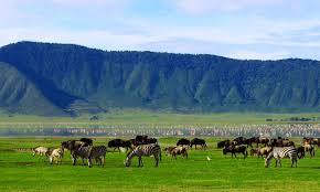 crater spotted in Nyerere_National park for  2026/2027