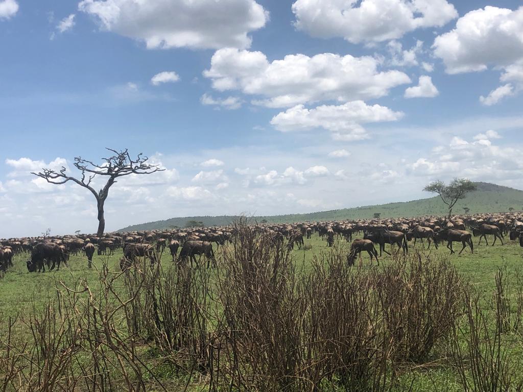 Ngorongoro