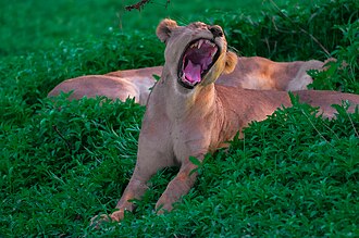 Lioness spotted in Nyerere_National park for  2026/2027