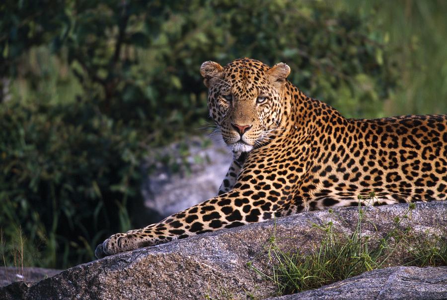 Lake Manyara tree climbing lions on a 2-day luxury Tanzania safari