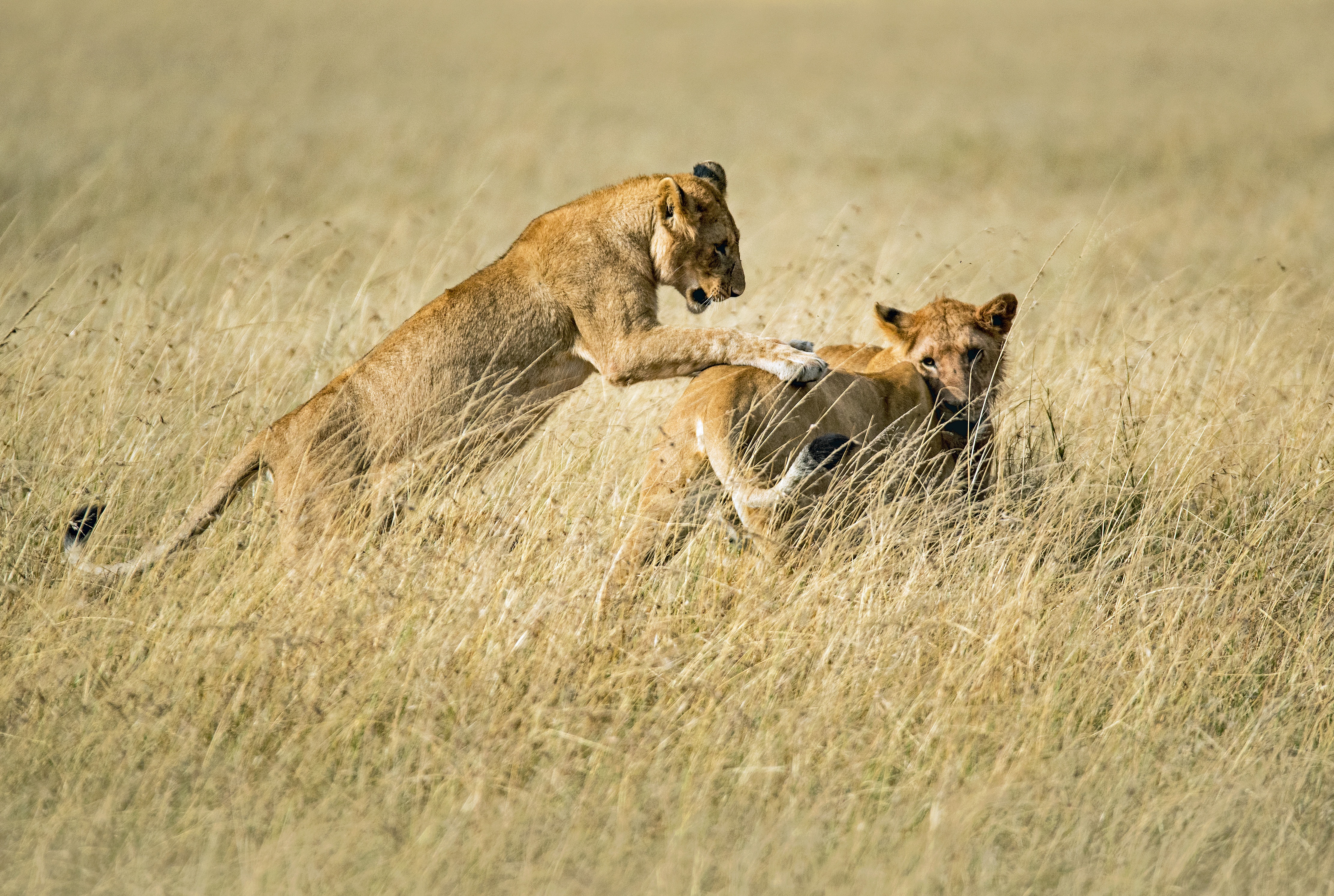Luxury Safari 2