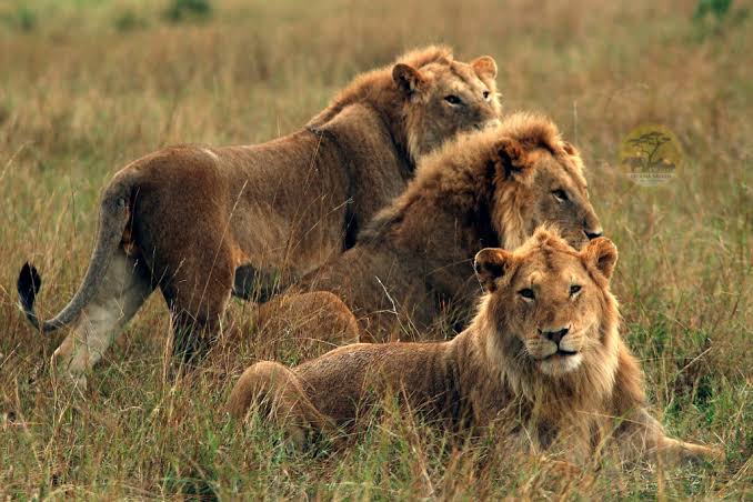 Pride of lions resting on granite kopjes in Seronera Valley of Serengeti National Park