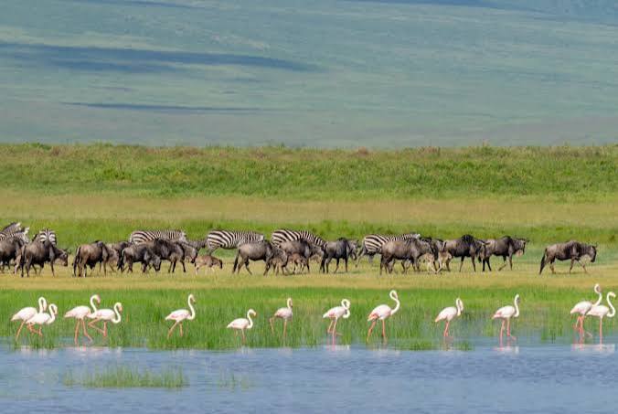 Vast herds tracking across the Southern Serengeti plains during the migration calving season