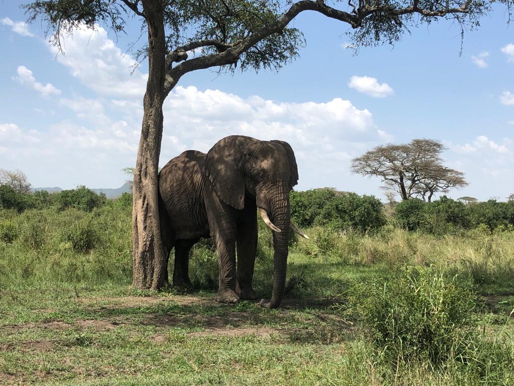 Tarangire in Tanzania