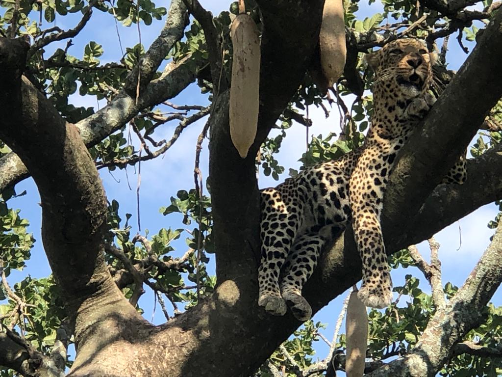 2 days safari in Tarangire