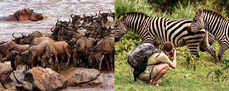 Witnessing wild predators tracking the Great Migration herds on the Ndutu plains during a 5-day Tanzania safari