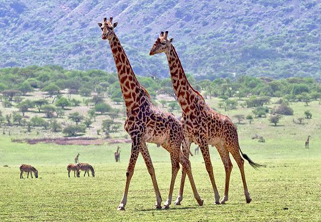 Wild animals and wildlife herds grazing inside the Ngorongoro Crater floor