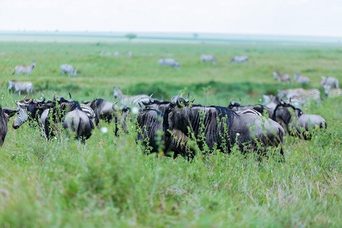 3 days luxuery serengeti safari