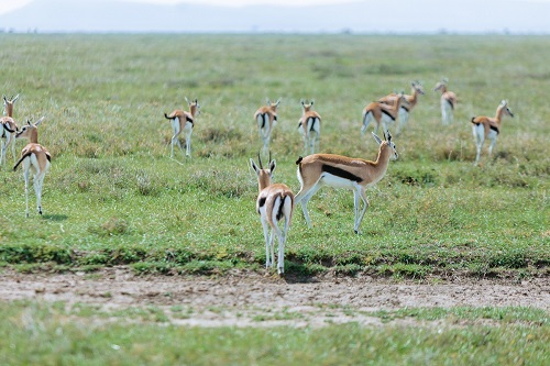 3 days sharing safari tour serengeti