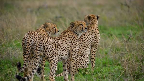 Lioness stalking wildebeest during calving season in Ndutu Southern Serengeti safari
