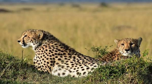 Cheetah spotting on safari in Tanzania Southern Circuit national park