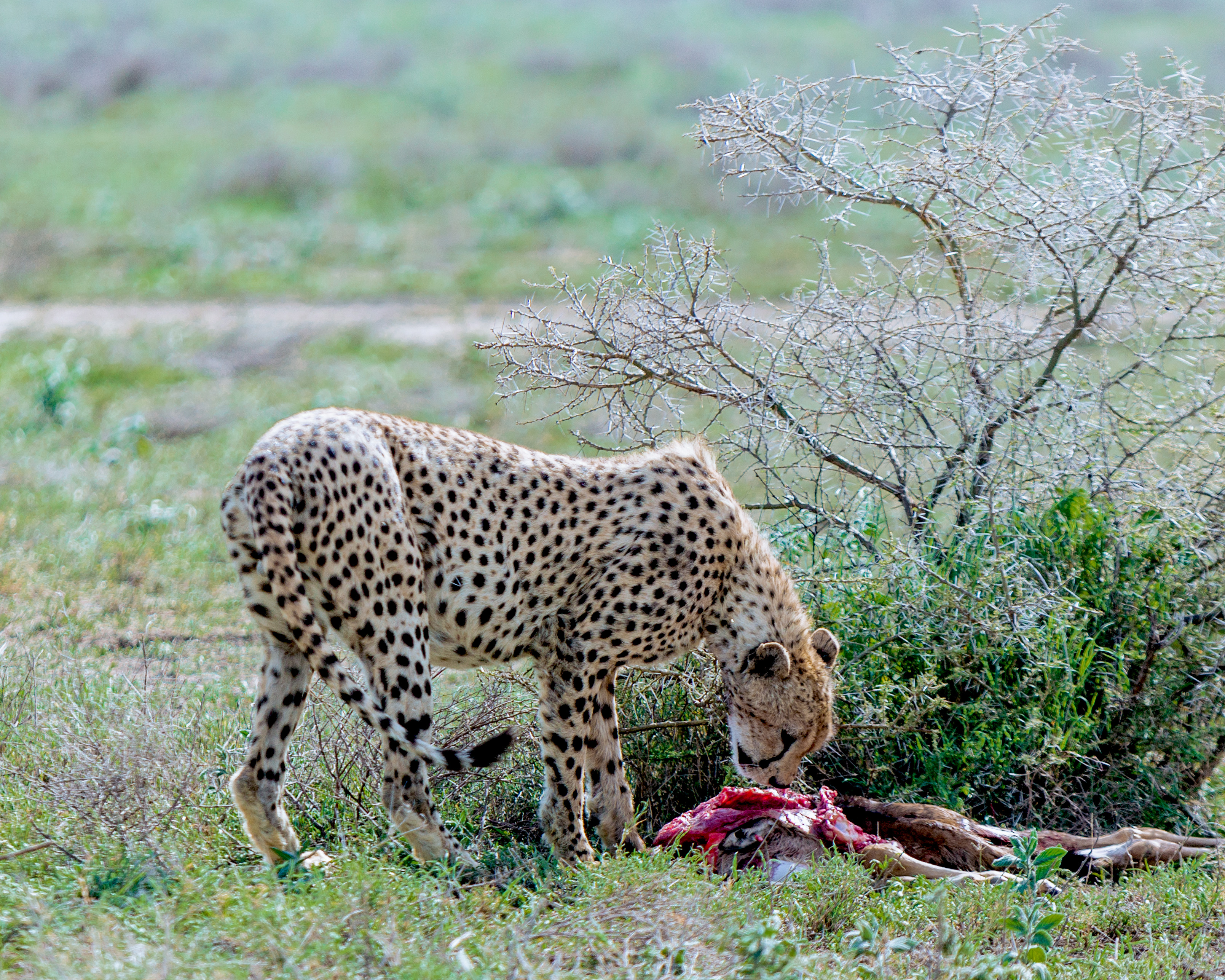 Cheetah eating in Serengeti