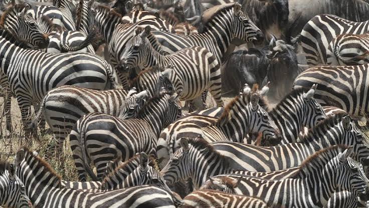 A complete safari guide view of predators and herds in the Ndutu area