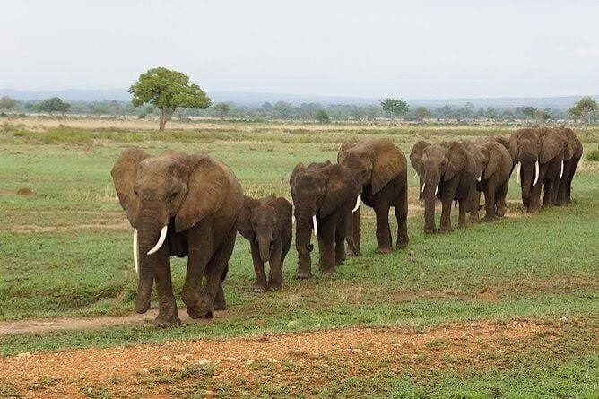 elephant spotted during a safari in the kitilo national park for 2026/2027