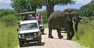 elephants spotted during Tarangire national park for 2026/2027