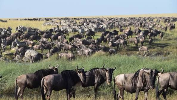 Immersive wildlife safari experience in Ndutu plains during the calving season