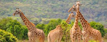 giraffee spotted during a safari in the Arusha national park for 2026/2027