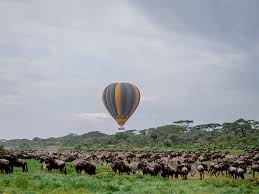 Zebra balloon safari