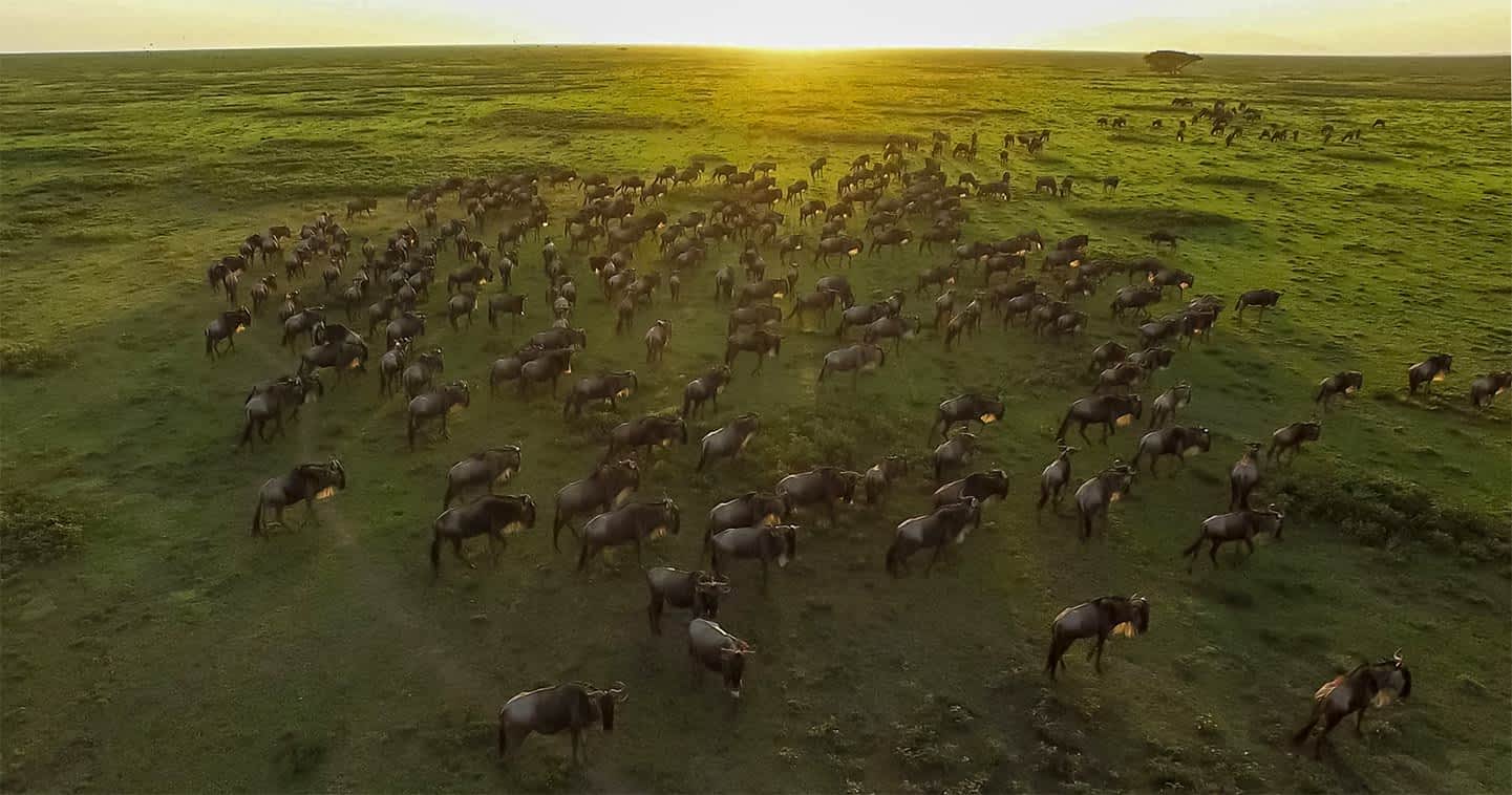 Wildebeest calving season herds at Great Migration Ndutu plains