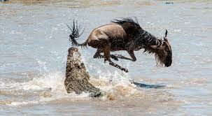 3 days luxury serengeti safari