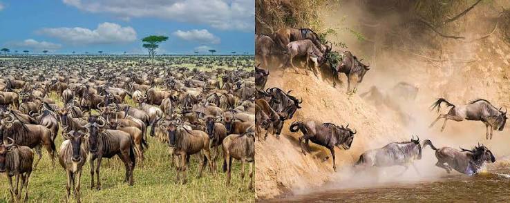 Panoramic view of the endless wilderness and acacia landscape in the Ndutu area of Southern Serengeti