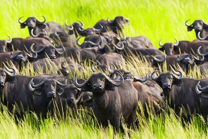 buffalo spotted during a safari in the katavi for 2026/2027