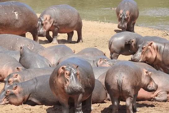 hipopotamus spotted during tanzania safari for 2026/2027