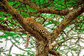 wildlife spotted during a safari in the lake manyara park for  2026/2027