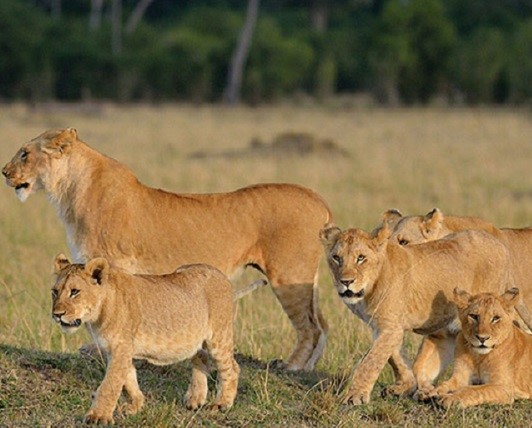 5 days leopard safari in Serengeti
