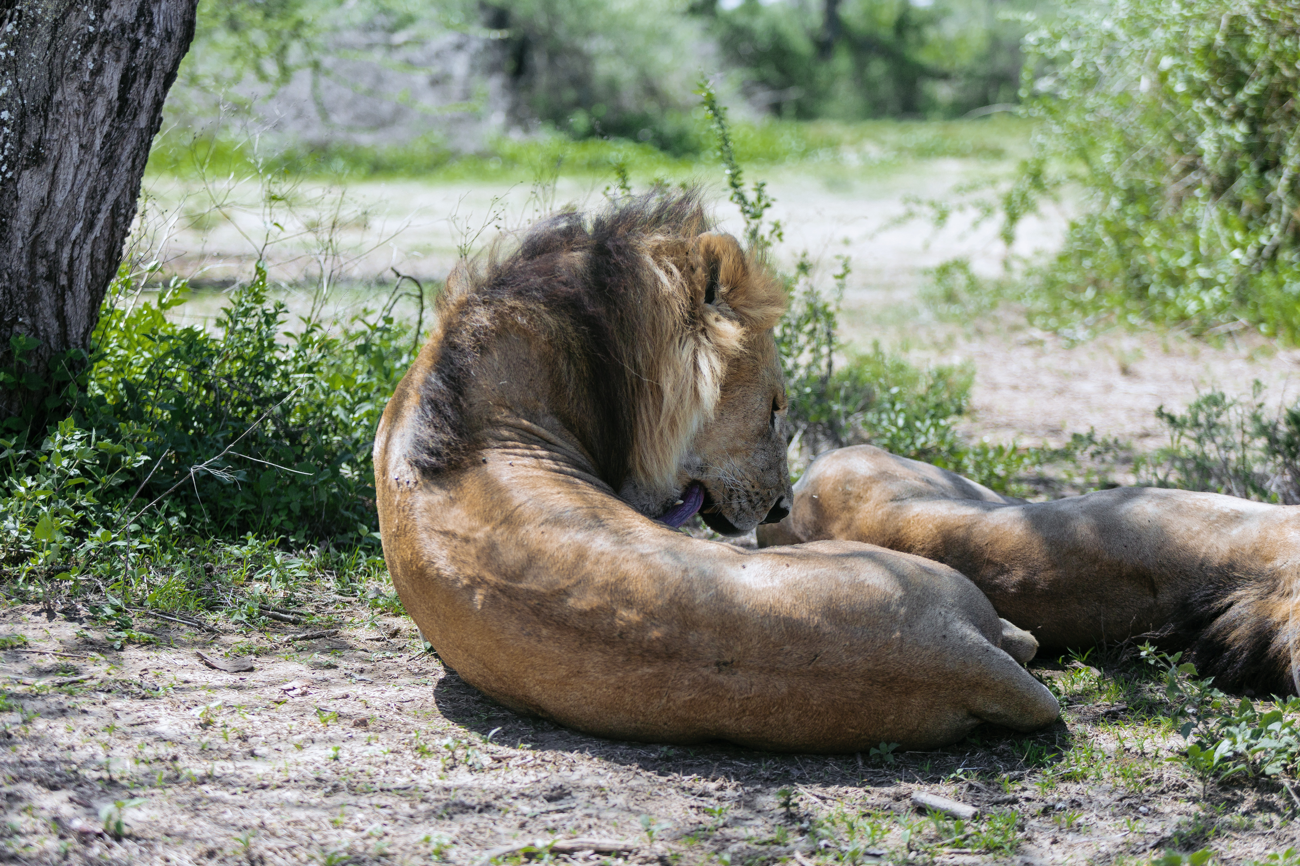 Lioness in the Serengeti