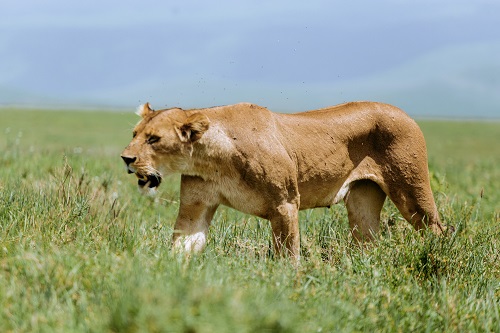 Leopard in Serengeti