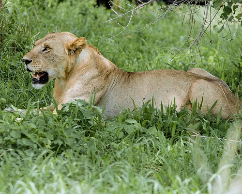 lioness spotted in the Serengeti National Park gate 
