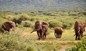 Lions in Tanzania