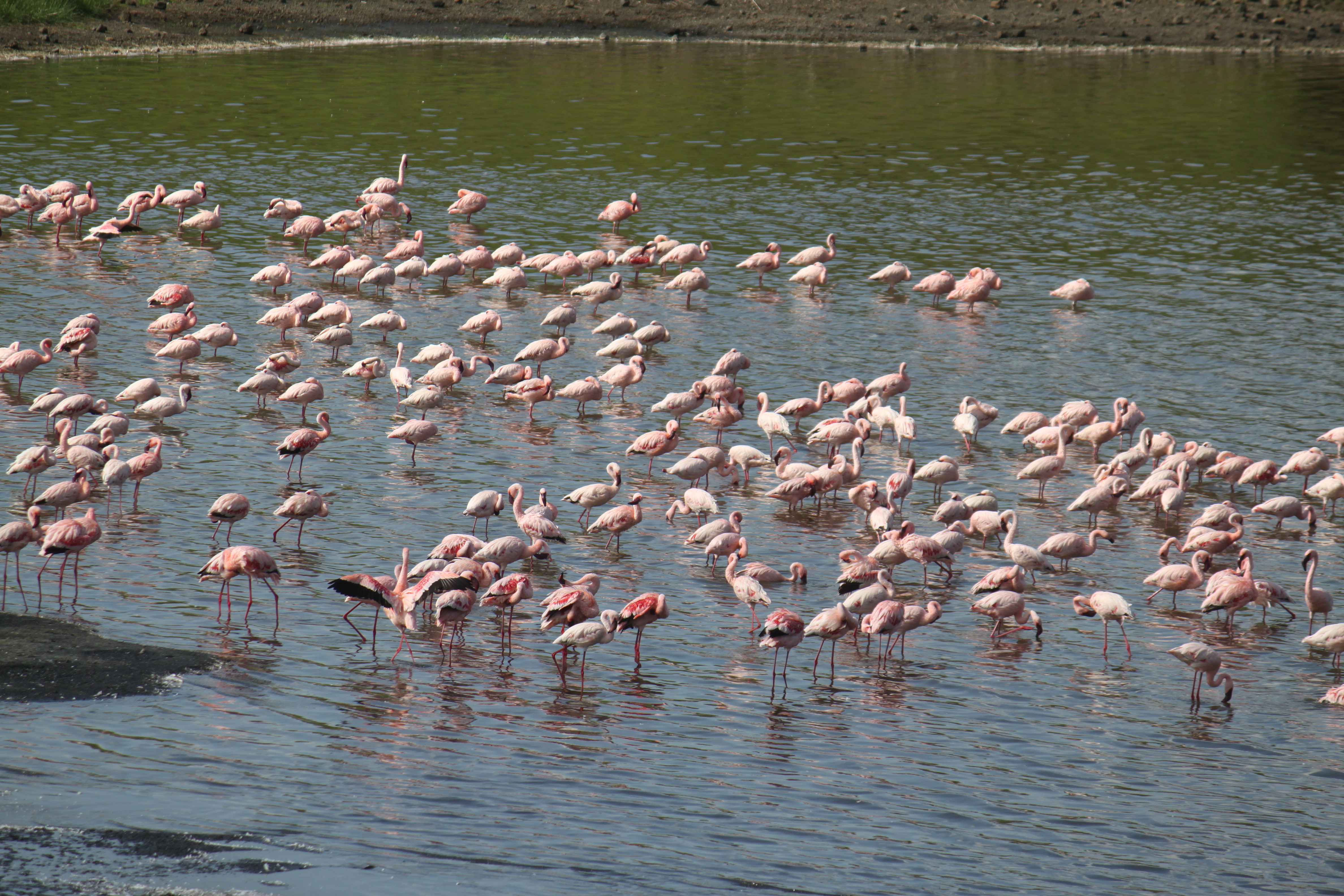 flamingos in Lake Manyara
