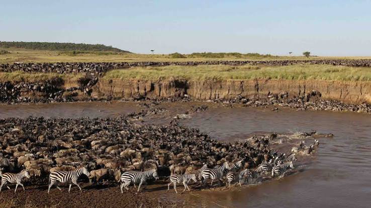 Great Wildebeest Migration herds gathering at Lake Ndutu