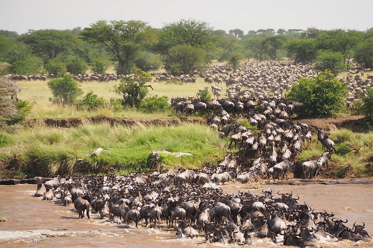 Millions of wildebeests during Tanzania migration safaris