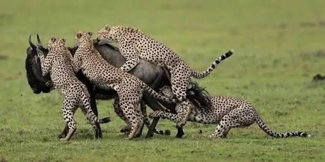 Scenic landscapes of the Ndutu plains area during the Great Migration