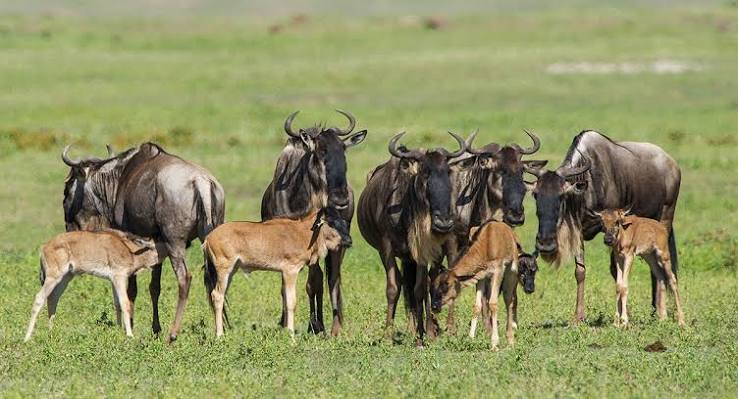 Wildebeest calving season and calving birth time in Ndutu Serengeti