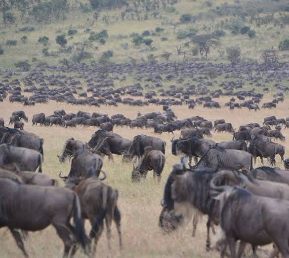 Luxury 4x4 safari vehicle tracking the Great Migration herds on Ndutu plains
