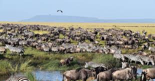 Animals in Tanzania