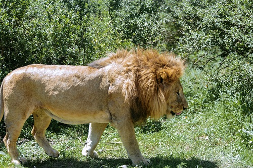 lioness in Serengeti
